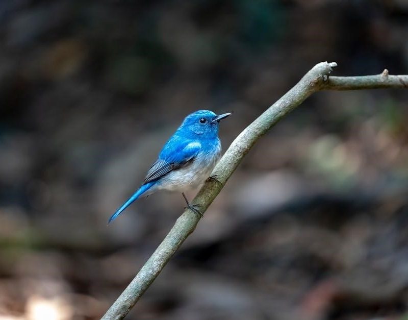 peterson field guides